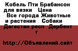 Кобель Пти Брабансон для вязки › Цена ­ 30 000 - Все города Животные и растения » Собаки   . Дагестан респ.,Дербент г.